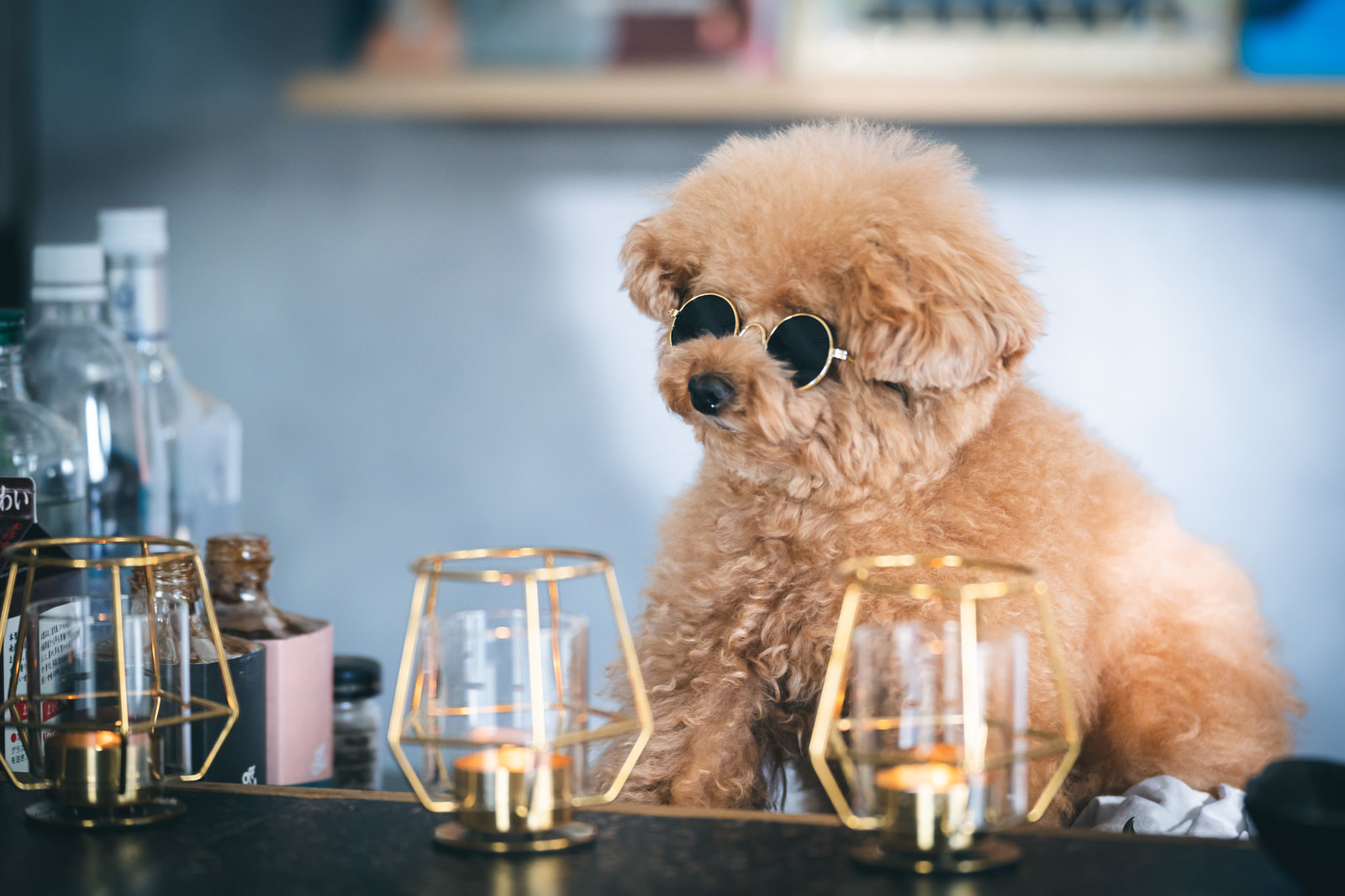 犬にサングラスでフィルターをかけてみてしまうという意味